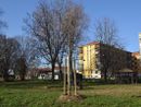 Grugliasco città sempre più verde: piantati 90 nuovi alberi