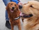 Collegno lancia “Colle-Zampe”: al via il progetto per una convivenza consapevole tra cittadini e cani