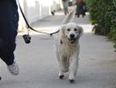 Grugliasco, cacche e pipì dei cani sotto il porticato del Municipio: pronte le microtelecamere per individuare i padroni