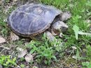 Una tartaruga azzannatrice recuperata dai tecnici del Canc di Grugliasco
