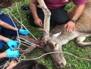 animale ferito e soccorso da mani umane