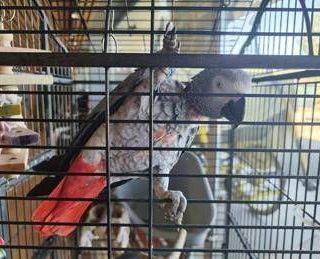 Scappato nel 2018, il pappagallo Gino torna a casa dopo 7 anni