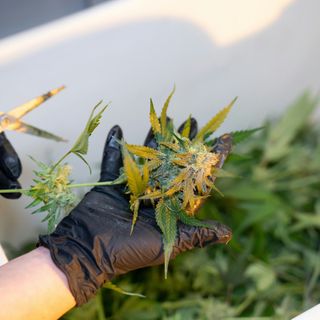 Sei cose da sapere se si prova l’olio di CBD per la prima volta