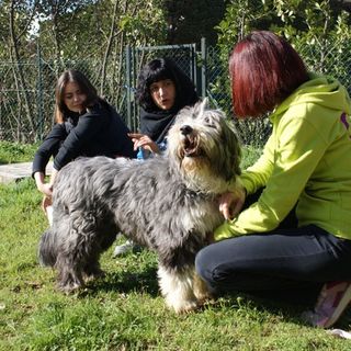 UAM, educazione cinofila e la magia dell’incontro a Grugliasco