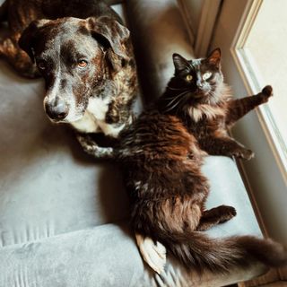 Viaggiare con gli animali in Europa: scattano le nuove regole UE su passaporti e salute