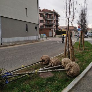 piantumazione alberi