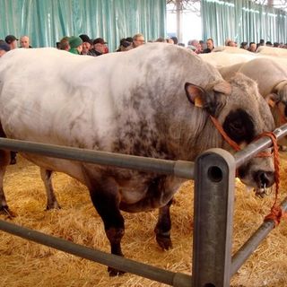 Bovini di Razza Piemontese