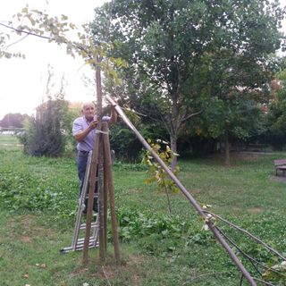 Sistemati dai volontari gli alberi danneggiati dal maltempo al parco San Sebastiano di Grugliasco