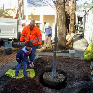 &quot;Adotta un albero&quot;, torna l'iniziativa per i genitori che ne regalano uno ai propri figli