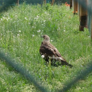 Un'aquila reale ferita in val Thuras viene curata al Canc e riprende il volo