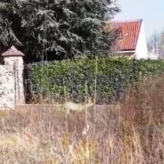 Cerbiatto in uno spazio di Grugliasco