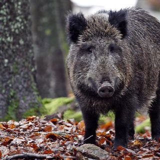 Un cinghiale nel bosco