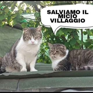 Micio Villaggio rischia di chiudere Micio Villaggio rischia di chiudere