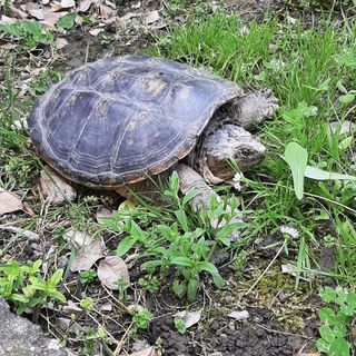 Una tartaruga azzannatrice recuperata dai tecnici del Canc di Grugliasco
