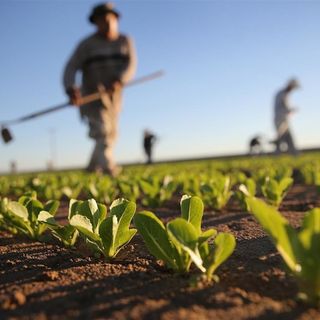 Pubblicato il bando regionale per l'affitto di strutture abitative per i lavoratori salariati stagionali