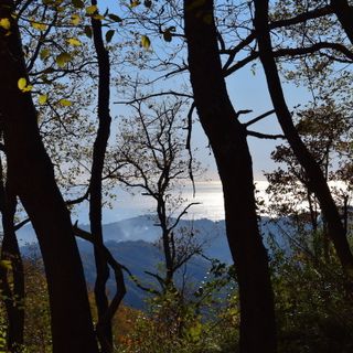 alberi