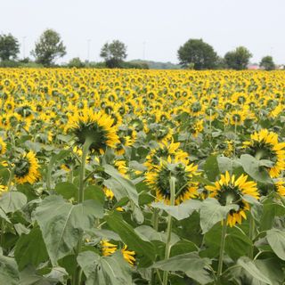 girasoli enormi campo di grugliasco