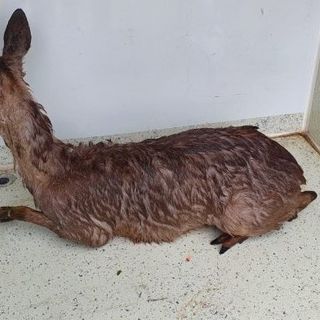 il capriolo ferito