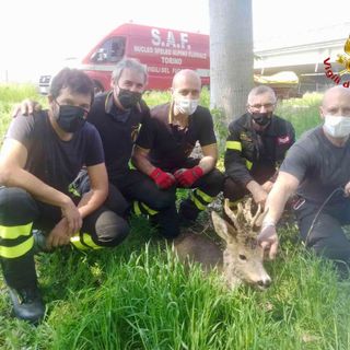 animali salvati dai vigili del fuoco