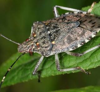 Lotta alla cimice asiatica: area dei danni esteso a tutto il territorio piemontese