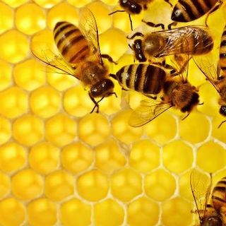 Grugliasco, fino al 20 novembre il bando per diventare allevatori di api
