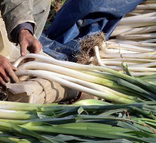 Tutto pronto per la Fiera del porro di Cervere: un evento di eccellenza, frutto del lavoro di una comunità
