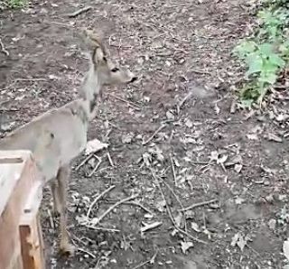 capriolo liberato