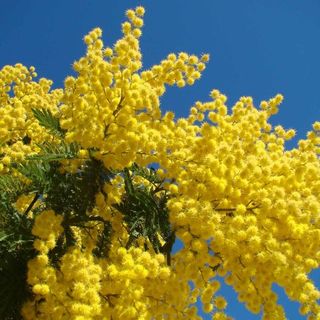 Le mimose, simbolo floreale dell'8 marzo