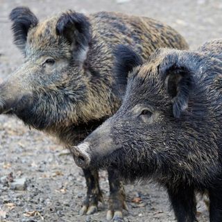 Peste suina in Piemonte: approvata la richiesta di Consiglio Regionale aperto