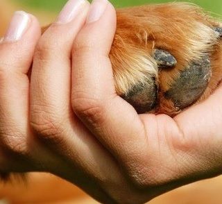 Pet therapy, Gallo (Pd): &quot;Bene la ripresa degli interventi&quot;