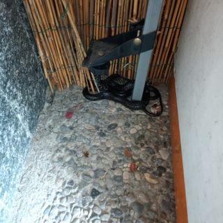 Caselette, recuperato all'interno di un'abitazione un grosso biacco ferito da un predatore [FOTO]
