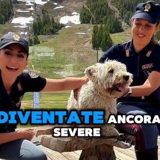 "Se non ti porto, non parto", patente sospesa fino a un anno per chi abbandona un animale in strada [VIDEO]