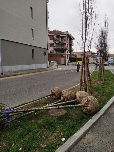 piantumazione alberi