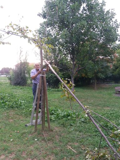 Sistemati dai volontari gli alberi danneggiati dal maltempo al parco San Sebastiano di Grugliasco Sistemati dai volontari gli alberi danneggiati dal maltempo al parco San Sebastiano di Grugliasco