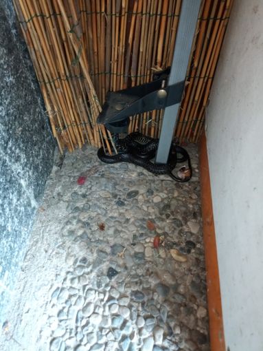 Caselette, recuperato all'interno di un'abitazione un grosso biacco ferito da un predatore [FOTO]