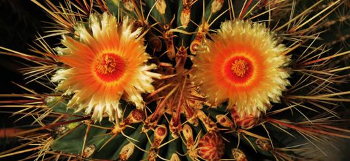 Fiori: un viaggio in mezzo alle spine Fiori: un viaggio in mezzo alle spine