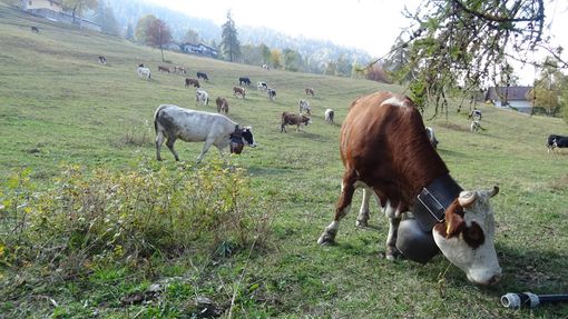 Pascolamento in quota: dalla Regione Piemonte: arriva la proroga fino al 15 novembre 2020 Pascolamento in quota: dalla Regione Piemonte: arriva la proroga fino al 15 novembre 2020