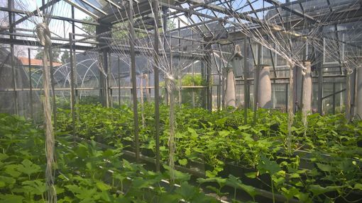 il centro di ricerche di Agroinnova il centro di ricerche di Agroinnova