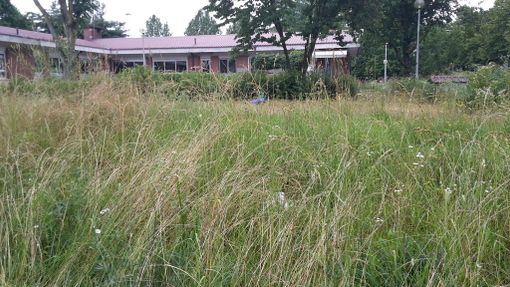 taglio dell'erba taglio dell'erba