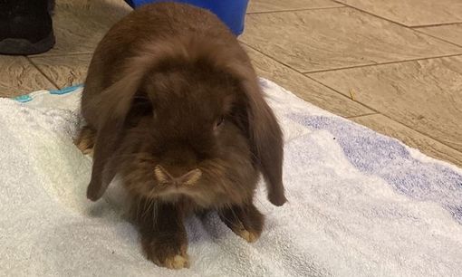 AAA cercasi proprietario del simpatico coniglio ritrovato a Beinasco AAA cercasi proprietario del simpatico coniglio ritrovato a Beinasco