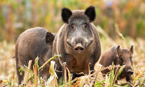 Il Tavolo Animali & Ambiente contro la Sagra del Cinghiale di Venaria Reale Il Tavolo Animali & Ambiente contro la Sagra del Cinghiale di Venaria Reale