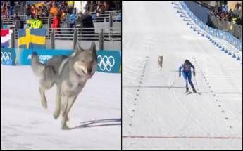 Milano Cortina, nella gara di sci di fondo spunta un lupo. Cos'è successo alle Olimpiadi