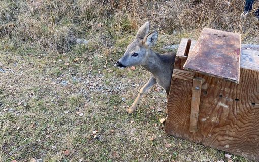 Femmina di capriolo cade in una cisterna per l'irrigazione: salvata dai tecnici del Canc di Grugliasco