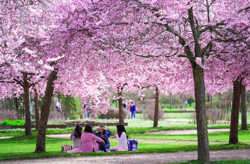 Fioritura dei ciliegi alla Reggia di Venaria: aperture prolungate per tutta la settimana