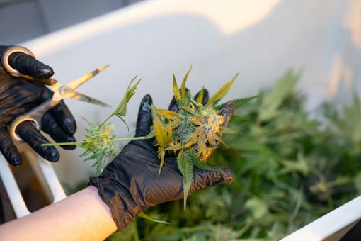 Sei cose da sapere se si prova l’olio di CBD per la prima volta