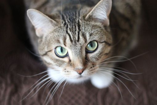 Il tuo gatto e le zecche: come riconoscere, rimuovere e prevenire l'infestazione