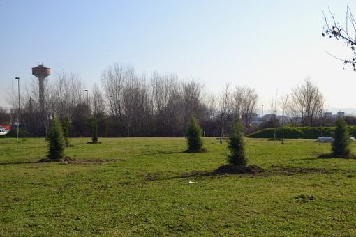 Una Grugliasco più verde: quasi 300 gli alberi piantumati a marzo