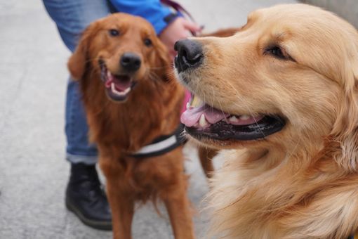 Collegno lancia “Colle-Zampe”: al via il progetto per una convivenza consapevole tra cittadini e cani