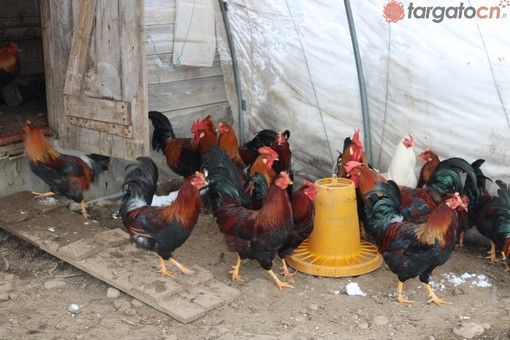 A dicembre torna la Fiera del Cappone di Morozzo (Video) A dicembre torna la Fiera del Cappone di Morozzo (Video)