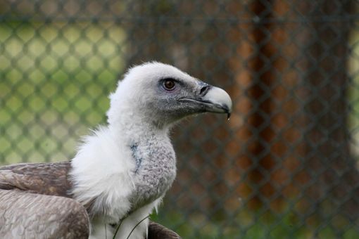 Godric, il grifone salvato dai carabinieri e dal Canc di Grugliasco, torna a volare nella "sua" Val Pellice